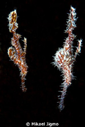 Ghost Pipefish
Nikon D3, 60mm Macro, 2x DS200 strobes
T... by Mikael Jigmo 
